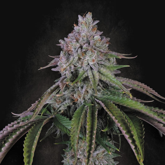 Velvet Mist   3 u. fem. Paradise Seeds