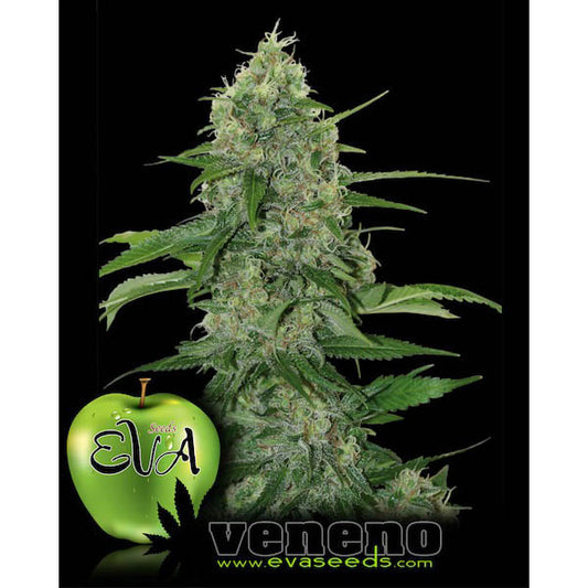 Veleno 3+1 u. fem. Eva Seeds