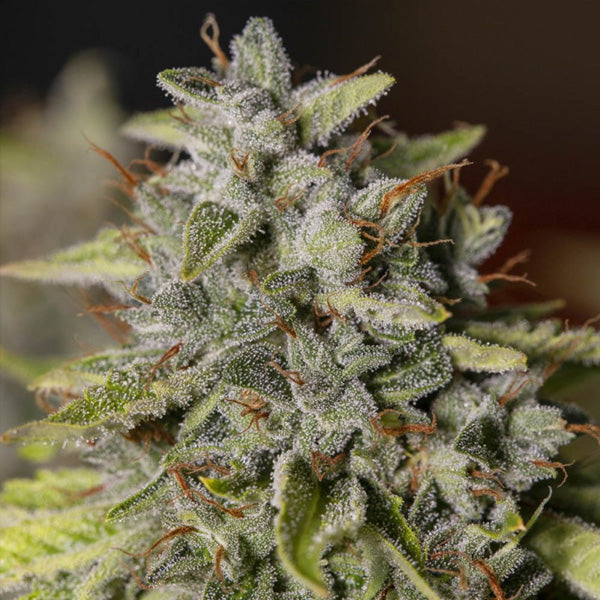 Old Toby 3+1 u. fem. Eva Seeds