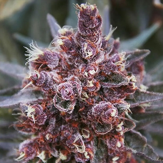 Violeta   5 u. Regular Ace Seeds