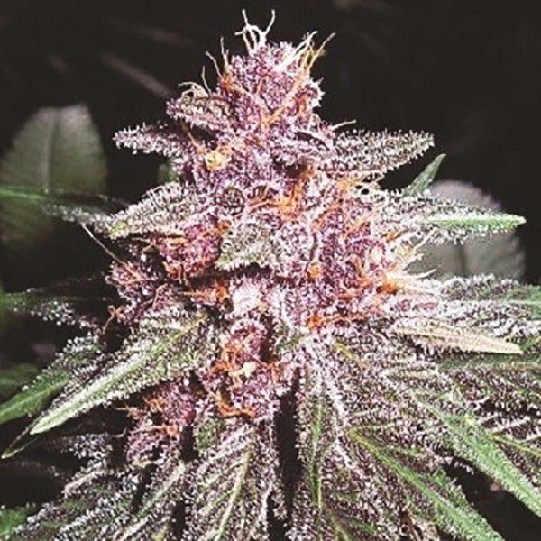 Violeta  5 u. fem. Ace Seeds