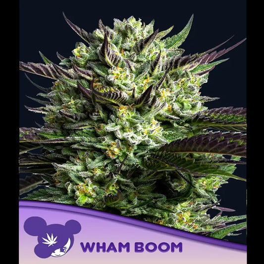 WHAM BOOM 10 u. fem Anesia