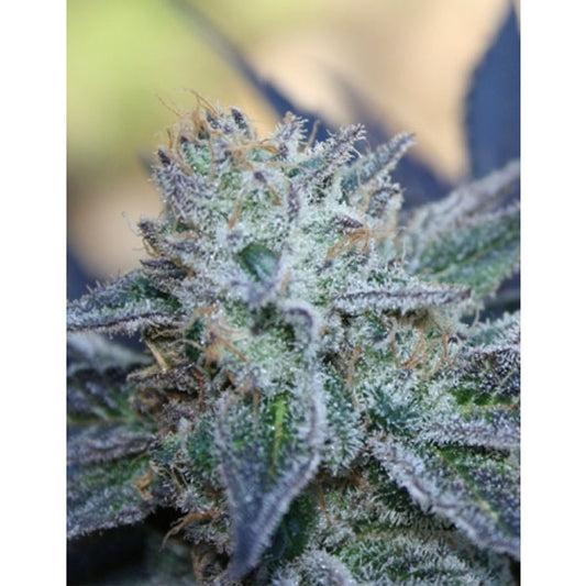 Washing Machine 3 u. fem. Ripper Seeds