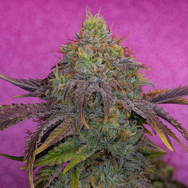 Watermelon Zkittles 3 u. fem Pure Instinto