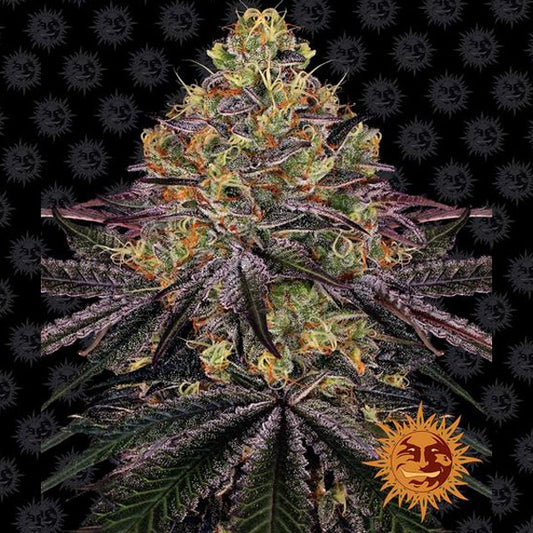 Watermelon Zkittlez 25 pz. fem Barney's