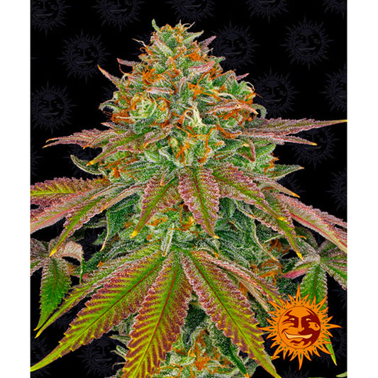 Wedding Cake  1 u. fem. Barney's