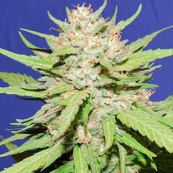 Wedding Cake 5 u. fem. Original Sensible