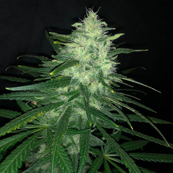 Wedding Cake 3 u. fem Pure Instinto