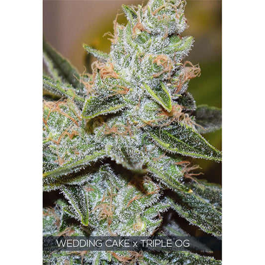 Wedding Cake X Triple OG 3+1 u. fem. Vision Seeds