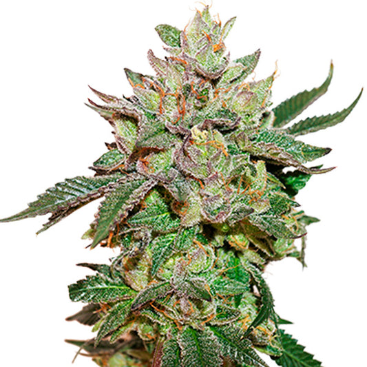 Wedding Cake fem.  3 u. Seedstockers