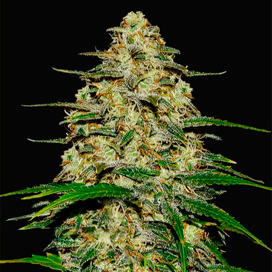 Wedding Cheesecake Auto  3 u. fem. FastBuds Seeds