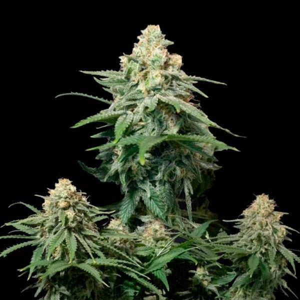 Wedding Cheesecake Fast Flowering  1 u. fem. FastBuds Seeds
