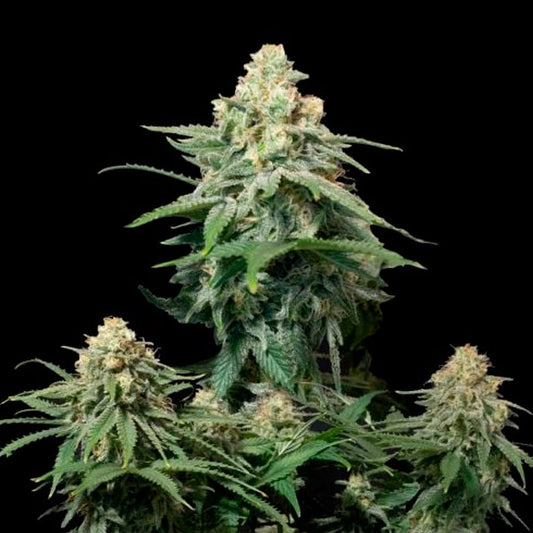 Wedding Cheesecake Fast Flowering  3 u. fem. FastBuds Seeds