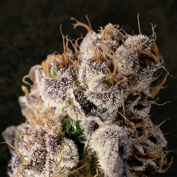 Wedding Crasher Fast  3 ud High Speed Buds