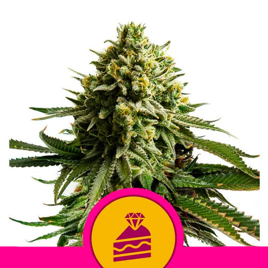 Wedding cake 10 u. fem. Royal Queen