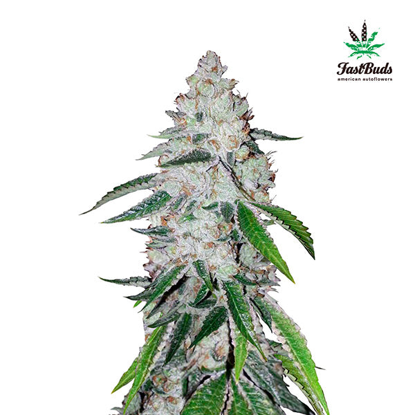 West Coast OG Auto  3 u. fem. FastBuds Seeds