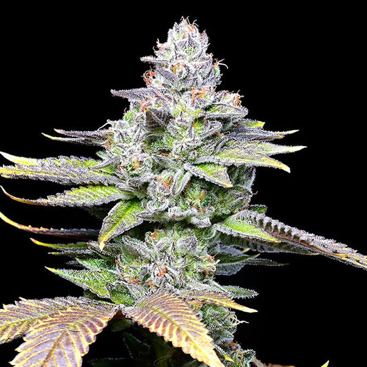 Wet Wet 6 u. fem Cookies Seed Bank