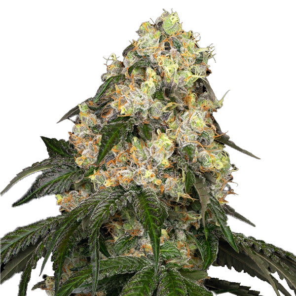 White Biscotti OG XXL 3 u. fem. White Label