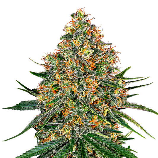 White Cheese  3 u. fem. White Label