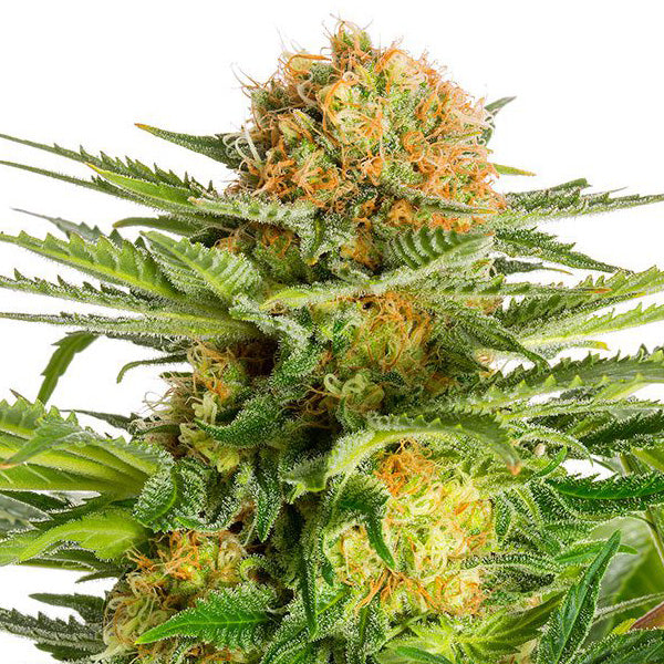 White Domina   1 u. fem. Kannabia Seeds