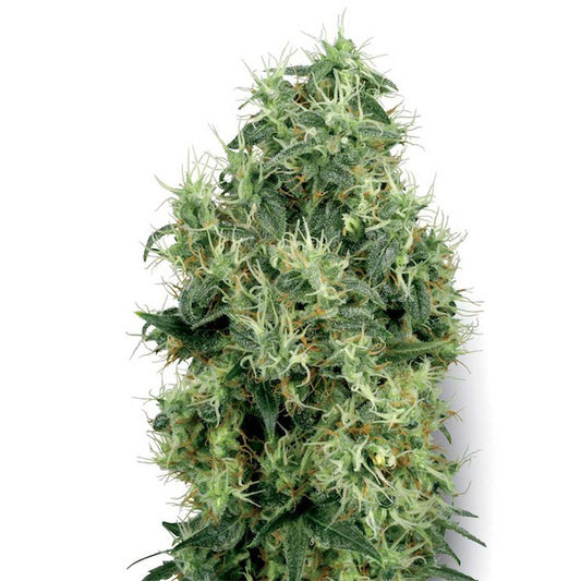 White Gold  5 u. fem. White Label