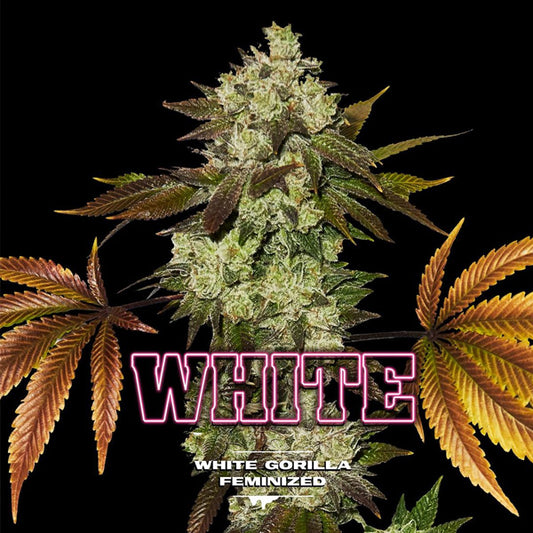 White Gorilla  7 u. fem BSF Seeds