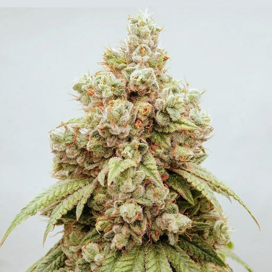 White Gushers #33 -  5 u. fem. Dutch Passion Limited Edition