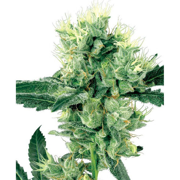 White Haze 10 units reg. White Label