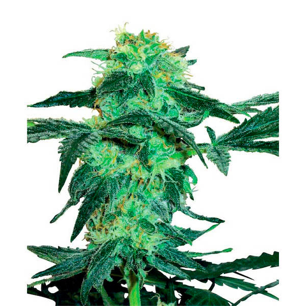 White Ice 1 ud. fem. White Label