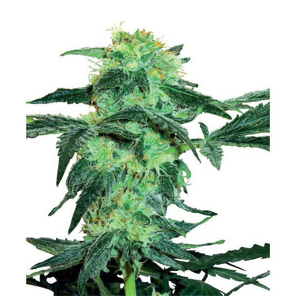 White Ice 3 u. fem. White Label