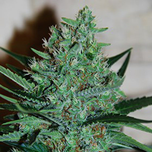 Lavanda Bianca 5u. G13 Labs
