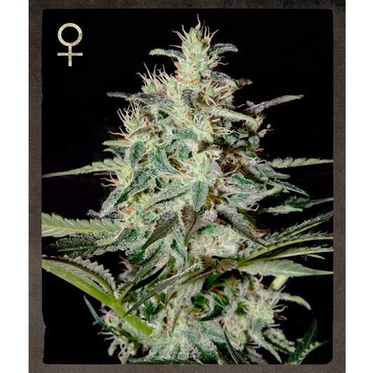 White Lemon   3 u.  fem. Strain Hunters