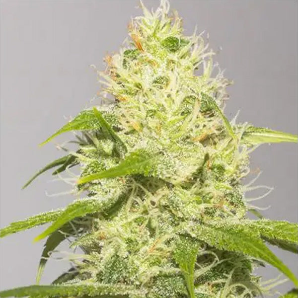 White Runtz 3+1 ud. fem. Vision Seeds