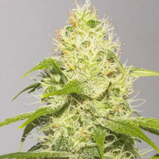 White Runtz 3+1 ud. fem. Vision Seeds