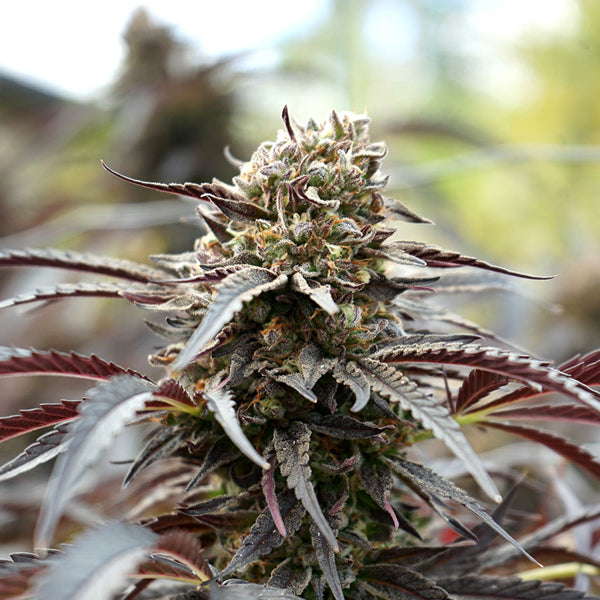White Runtz Fast Flowering 10 pz Humboldt Seed Organization