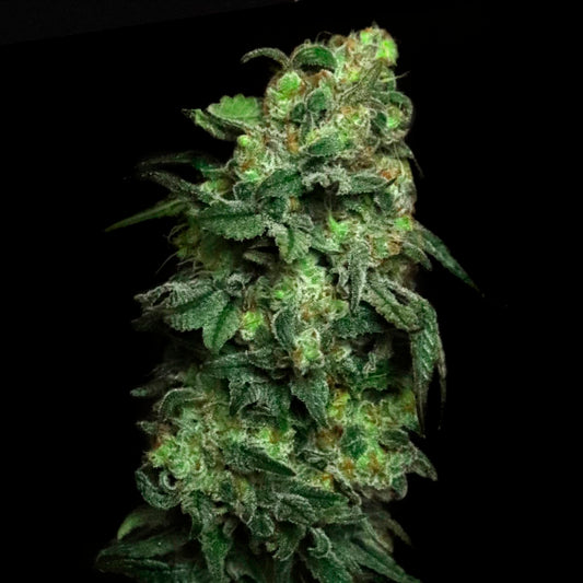 White Serpent 3 ud. fem Elev8 Seeds