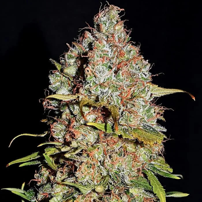 Tartufo Bianco 3 u. fem Empire Seeds