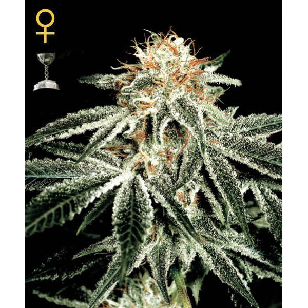 White Widow 1 u. fem. Green House