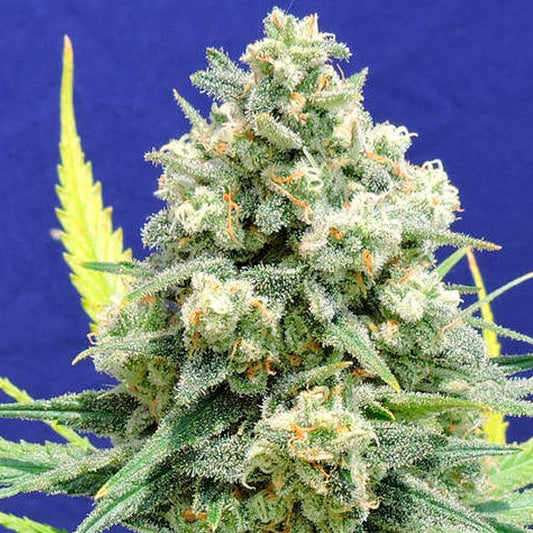 White Widow + 10 u. fem. Original Sensible