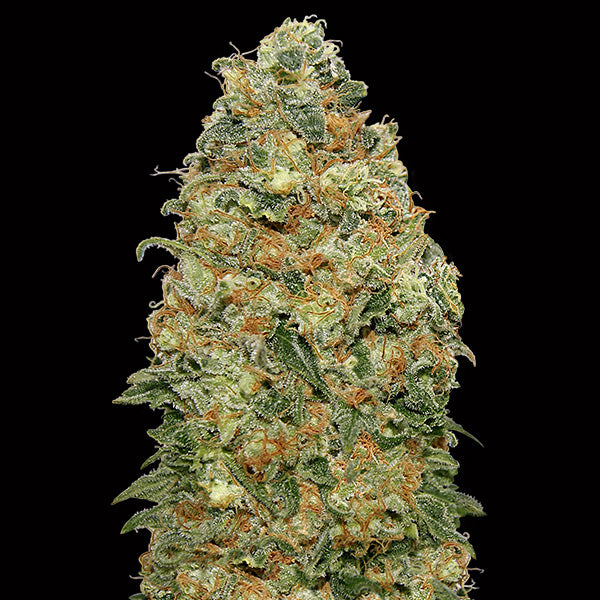 White Widow  25 u. fem. 00 Seeds