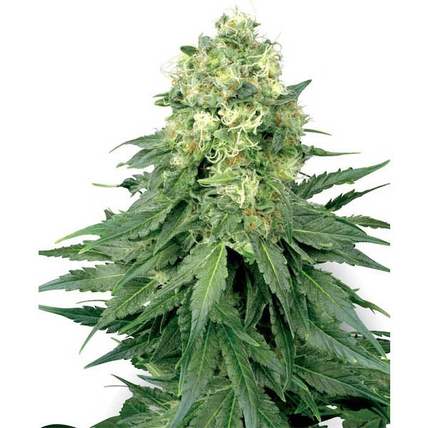 White Widow 3 ud. fem. White Label