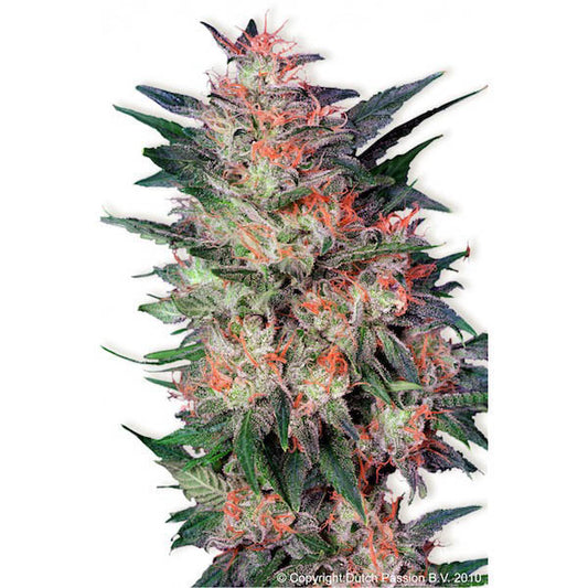 White Widow 10 u. fem. Dutch Passion
