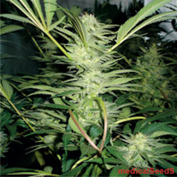 White Widow 10 pc. fem. Medical Seeds