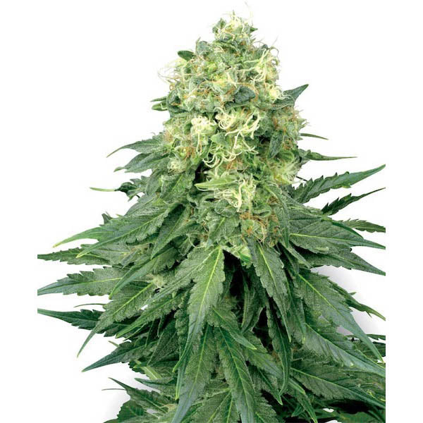 White Widow 10 u. reg. White Label