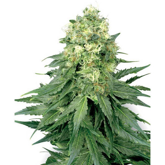 White Widow 10 u. reg. White Label