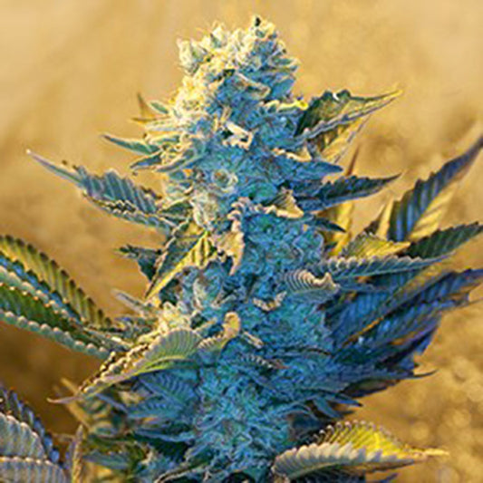 White Widow 5u. G13 Labs