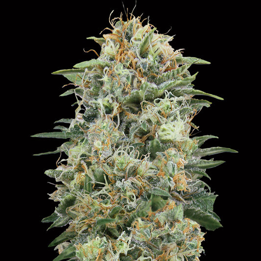 White Widow CBD 100 u. fem. 00 Seeds