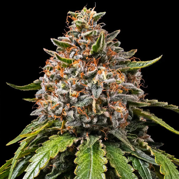 White Widow XXL  1 u. fem. Barney's