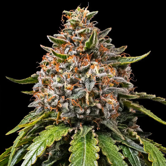 White Widow XXL  3 u. fem. Barney's