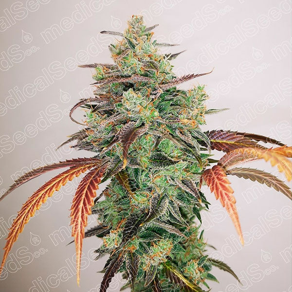 Y Griega CBD 2.0  3 u. fem. Medical Seeds